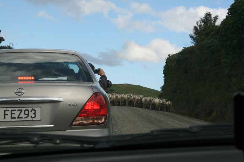 Nieuw-Zeeland 2011 - 1843